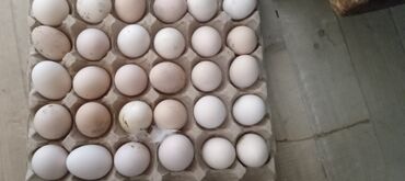 ross 308 yumurta satışı: Yumurta
