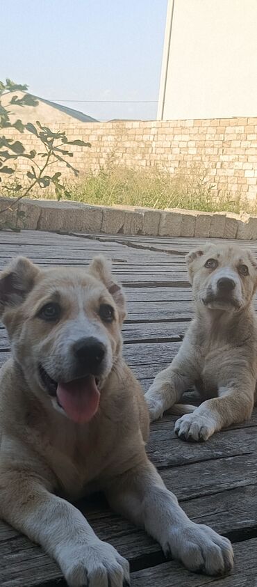 ağ pişik satışı: Qurdbasar, 2 ay, Erkek