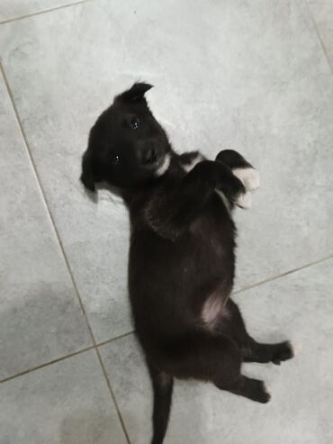 продажа щенков немецкой овчарки с документами в бишкеке: Собака даром: Дворняжка, 2 месяца, Самка