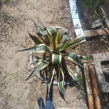 su dasl: Aqava americana “Variegata” – dekorativ sukulent - Növ: Agave — 2