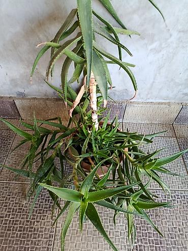 алоэ вера купить: 🪷Aloe vera (sukkulent) – iri və məhsuldar ana koldan çoxlu pöhrə verən — 4