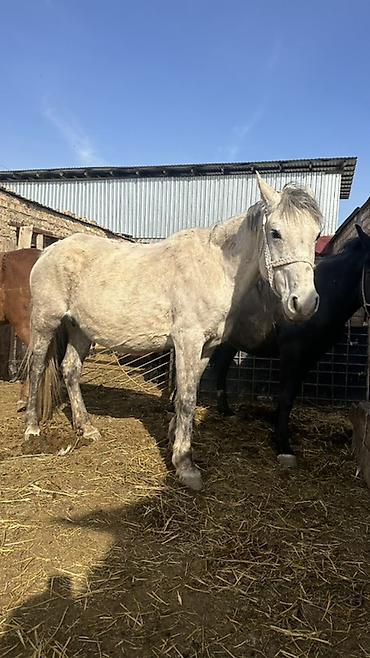 Лошади, кони: Продаю | Кобыла (самка) | Рабочий — 10