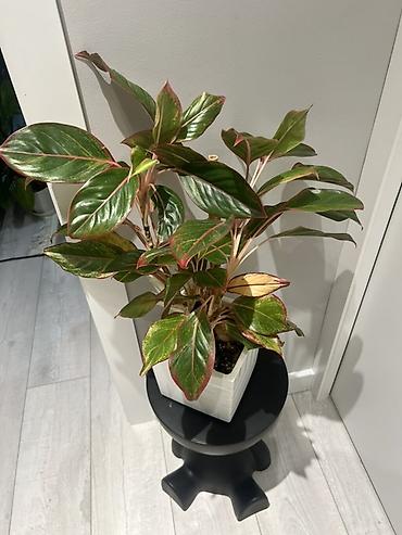 Драцены и Сансевиерии: Адаптированные пересаженные в горшках. Сансеvierия (Sansevieria — 9