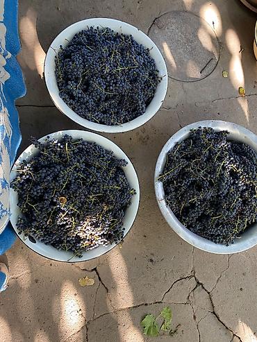 Жер-жемиштер: Жүзүм Дүң — 2