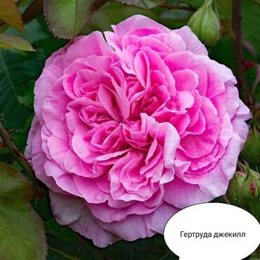 Şitillər: Məhsul: Bağ bitkiləri və meyvə fidanları seçimi - Hibiskus (Rose of — 72