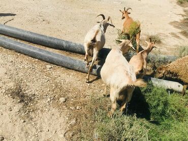 Keçi, çəpiş: Məhsul: Qoyun-keçi təsərrüfatı üçün keçilər Təsvir: - Şəkillərdə — 2