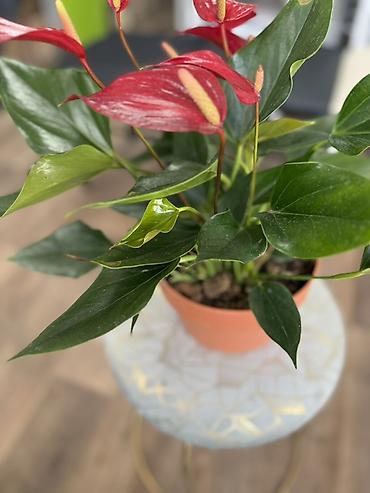 Антуриумы: Антуриум (Anthurium) в горшке - Компактный куст с плотными глянцевыми — 9