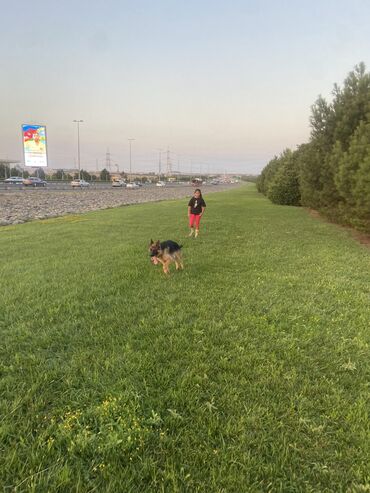 alman coban iti satisi: Alman çoban iti, 11 ay, Erkek, Peyvəndli, Ünvandan götürmə, Ödənişli çatdırılma