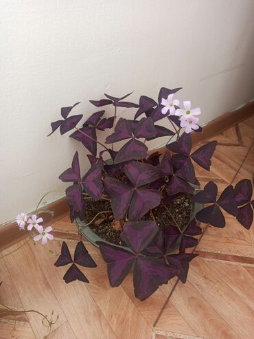 Другие комнатные растения: Цветок, большой — 2