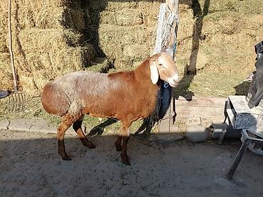зоомагазин бишкек с животными: Продаю | Баран (самец) — 1