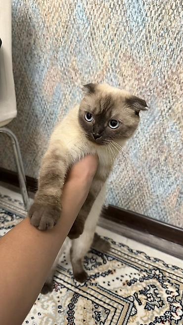 шатландский кошка: Скотиш Фолд (Шотландская вислоухая), 2 года, Девочка, Приучена к лотку — 2