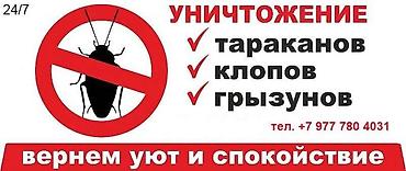 Дезинфекция, дезинсекция: ОсОО "ДЕЗМАСТЕР" . Производим качественную обработку против тараканов — 7