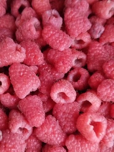 Фрукты и ягоды: √ Мапема Полонез кочот малина сажены √Элитный сорт 100% таттуу бийик — 8