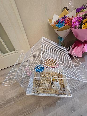 qaz balasl: Ağ rəngli xırda hamster üçün tam dəst qəfəs. HƏR ŞEY ÜSTÜNDƏ VERİLİR — 4