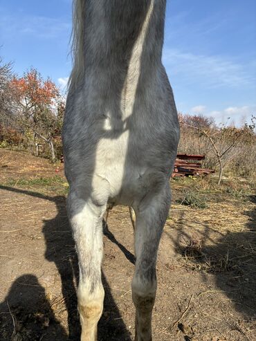 Лошади, кони: Продаю | Жеребец | Конный спорт — 10