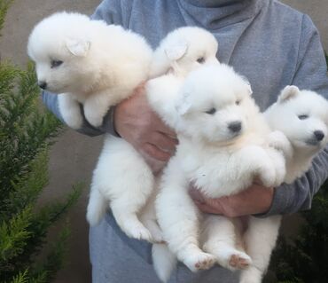 İtlər: Samoyed, 2 ay, Erkek, Ünvandan götürmə