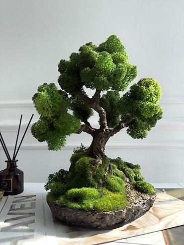 Декоративные цветы: Мини-дерево Бонсай из живого стабилизированного мха 🌿 ✅Цены указаны — 32