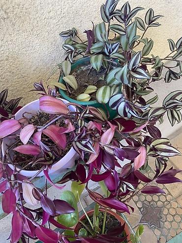 полочка: Традесканция (Tradescantia zebrina) ампельная - Сорта с контрастной — 1