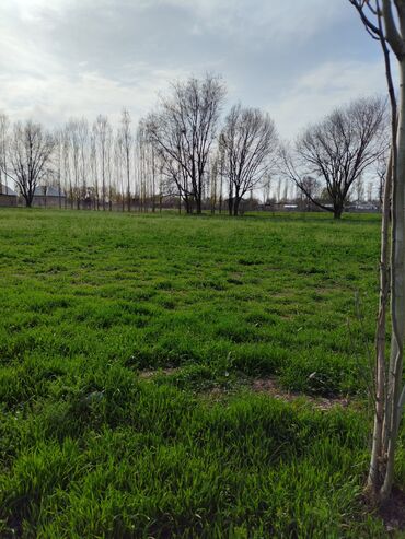 аренда кафе чолпон ата: 10 соток, Курулуш, Кызыл китеп