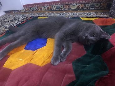 Продажа кошек: Жибек жолу 462 Британская короткошёрстная кошка, окрас сплошной серый — 4