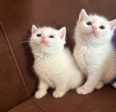 Pişiklər: Şotland, Dişi -da lalafo.az — 6 Pişiklər: Şotland, Dişi — 6