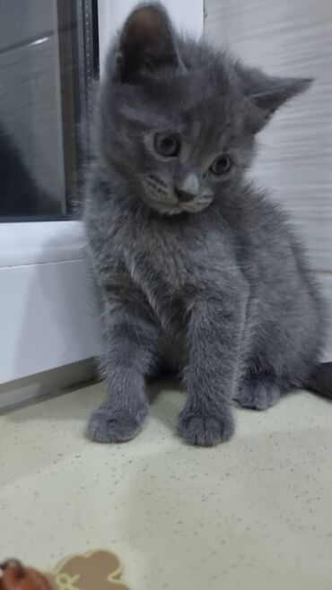 Pişiklər: Şotland, Erkək, Ünvandan götürmə, Ödənişli çatdırılma -da lalafo.az — 8 Pişiklər: Şotland, Erkək, Ünvandan götürmə, Ödənişli çatdırılma — 8