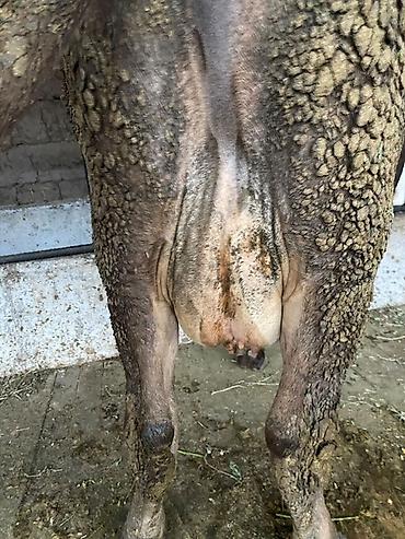 доильный аппараты: Продаю | Корова (самка) | Для молока — 5