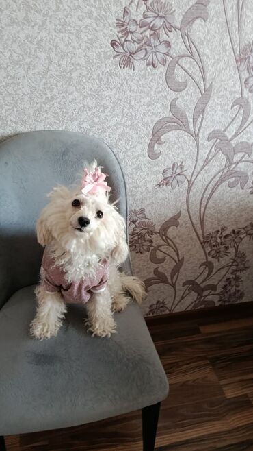 en cox sud veren inekler: Maltipoo (mini) balası – ağ rəngli, qıvrım tüklü, kompakt ölçülü ev