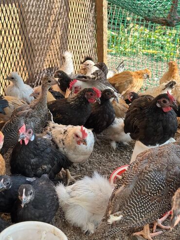 бройлерная курица: 🐣Продаю декоративные карликовые породы кур и петухов! Отличные