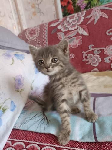 Отдам даром кошку: Ищу любящую семью для малышей.возраст 2 месяца,3 хвостика,сами — 3