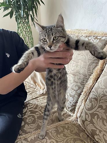 кошка бесплатный: Кошка даром: Беспородная, Девочка — 2