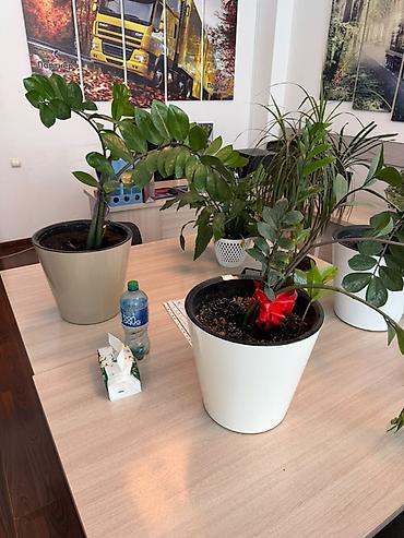замиокулькас черный: Замиокулькас (Zamioculcas zamiifolia) в горшке. - Крупное — 3