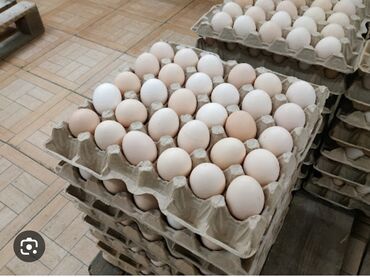 Молочные продукты и яйца: Продаю яйца оптом, все категории