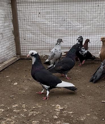 ev qus: 8 göyerçin satılır. Tek Tek Satılmır — 4