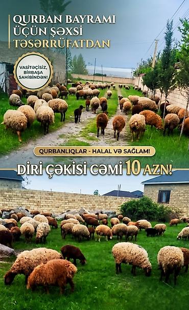 bakida cins ineklerin satisi: Bayrama Özəl Qurbanlıqlar Bismillahir-Rəhmanir-Rəhim. Əziz və — 1