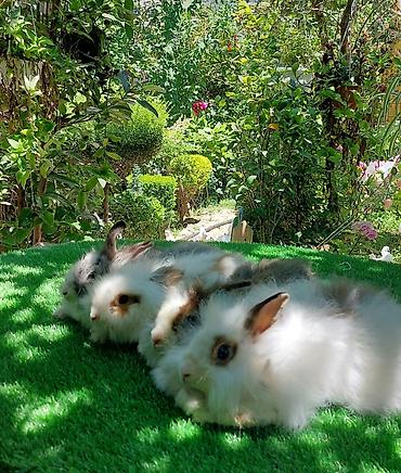 angora pişik: Angora tipli dekorativ dovşanlar - Uzun, yumşaq və tüklü yun örtüyü — 10