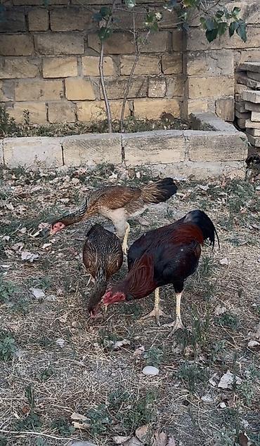 satıq at: Toyuq, Damazlıq — 1