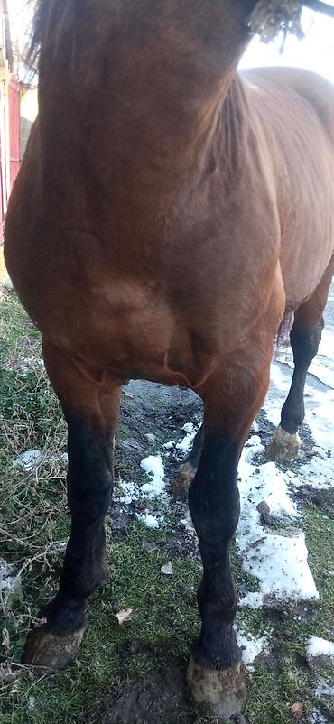 Лошади, кони: Продаю | Жеребец | Для разведения | Племенные — 10