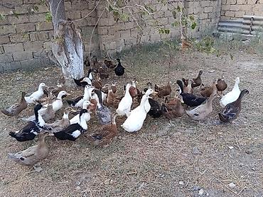 american bully qiymeti: Ördəkler 4-5ayindi.Pekin,Xarkov, Qışqıran,qarsiq.qiymet 13m Papaqli — 4