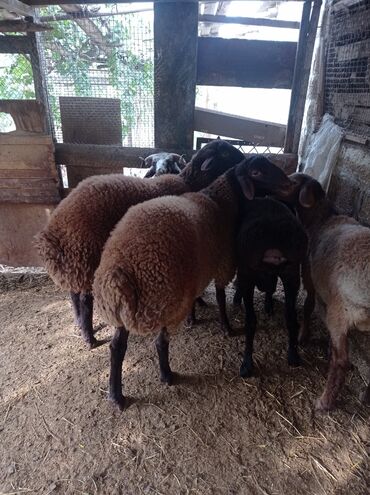 Qoyunlar, qoçlar: Erkək, Qala, il: 1, 75 kq, Damazlıq, Ünvandan götürmə -da lalafo.az — 10 Qoyunlar, qoçlar: Erkək, Qala, il: 1, 75 kq, Damazlıq, Ünvandan götürmə — 10