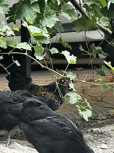 прикол курочки: 🐔 ПРОДАЮ ЧЕРНЫХ ПЕТУХОВ (ЭКЗОТ) Лакеданзи. Полностью черные — 5