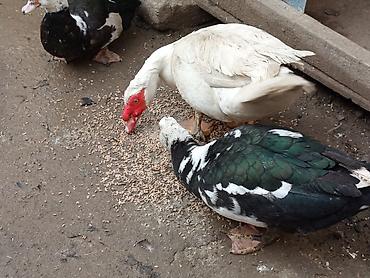 Ördəklər: Kom şeklinde SATLİR Erkey 2 denedi 10 dişi di tecılı satlir erkeyler — 18