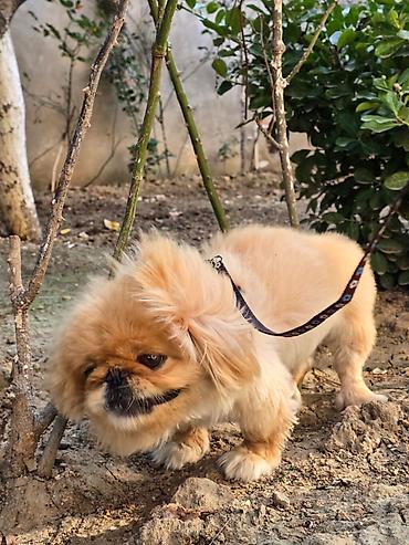 it az: Pekines, 1 il, Dişi, Peyvəndli — 1