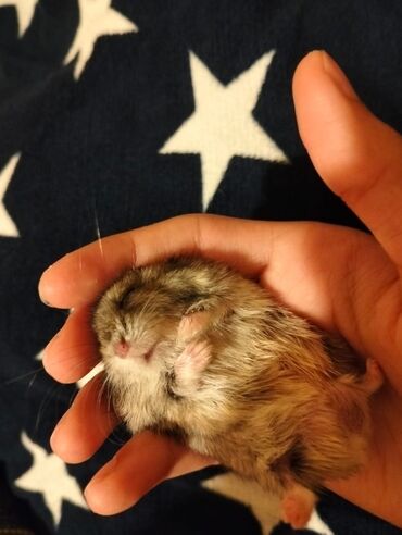 Gəmiricilər: 2 Hamster Satılır. Ele öyrəşib . Doğulandan bəri evdədir.Dişləmir lalafo.az -da Gəmiricilər: 2 Hamster Satılır. Ele öyrəşib . Doğulandan bəri evdədir.Dişləmir