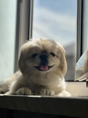 balonka it satilir: Pekines, 4 il, Dişi, Pulsuz çatdırılma, Ünvandan götürmə — 5