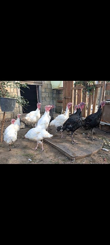 Super Cins Hinduşkalar satılır. Big 6 və Hybrid Amerikan Bronzdurlar