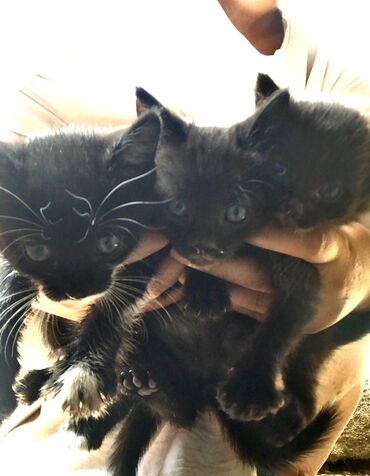 хочу купить кошку: Описание:Предлагаются милые котята, которые станут прекрасными