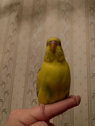 Tutuquşları: Danışan tutuquşu 9 aylıqdı erkəydi ələ ciyinə öyrənib qəfəs ilə 75 — 7