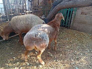 продам курей: Продаю | Баран (самец) | Гиссарская, Арашан | На забой, Для разведения | Осеменитель — 10