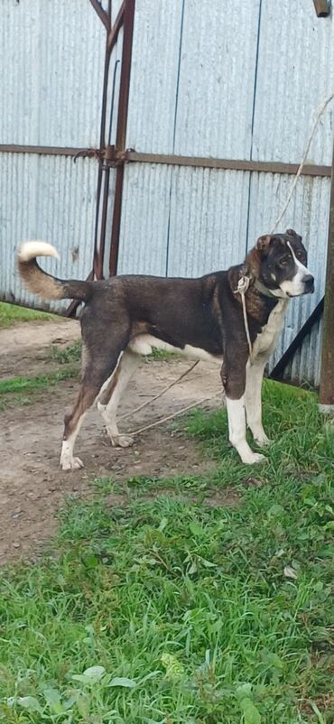 собаки в добрые руки бесплатно: Qurdbasar, 1 il, Erkek, Peyvəndli, Rayonlara çatdırılma